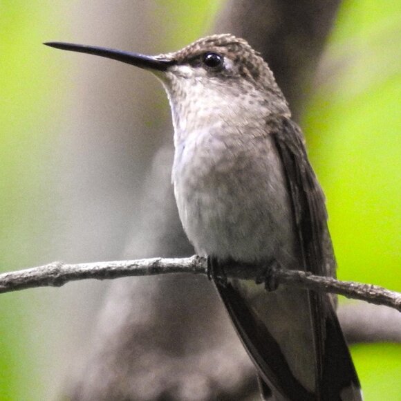 8x10 Hummingbird Gorgeous Oil Painting Art Photography‎ Print - Picture 2 of 6